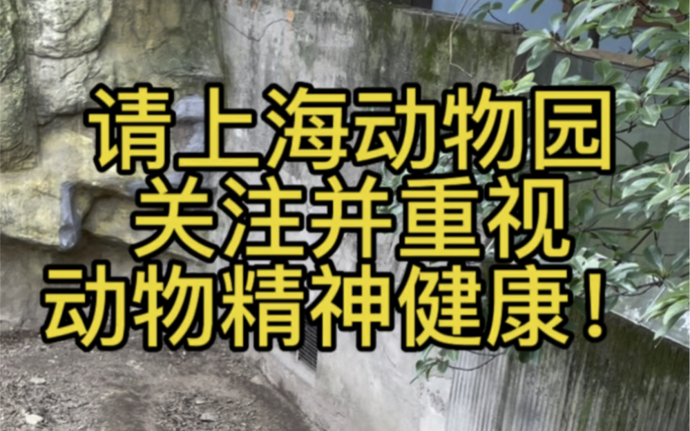 上海动物园动物已长期出现身体刻板行为!大家一起来关注保护我们的动物朋友!哔哩哔哩bilibili