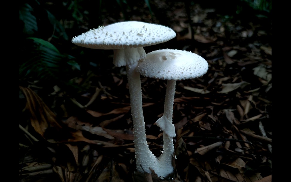 锥鳞白鹅膏——摄于广州筲箕窝及六片山