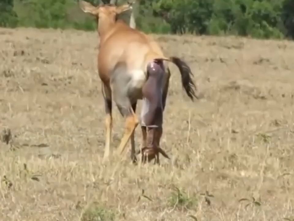 當獅子和獵豹在馬賽人的領地覓食時會發生什麼