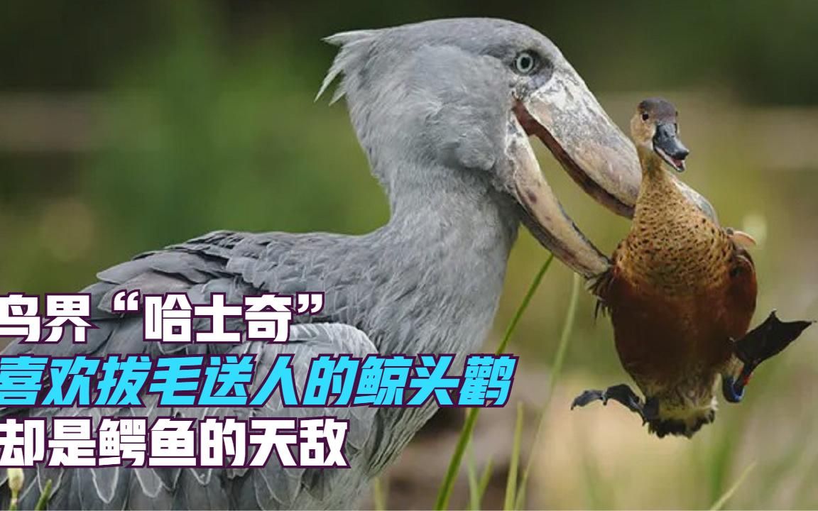 人称鸟界"哈士奇",喜欢拔毛送人的鲸头鹳,却是鳄鱼的天敌