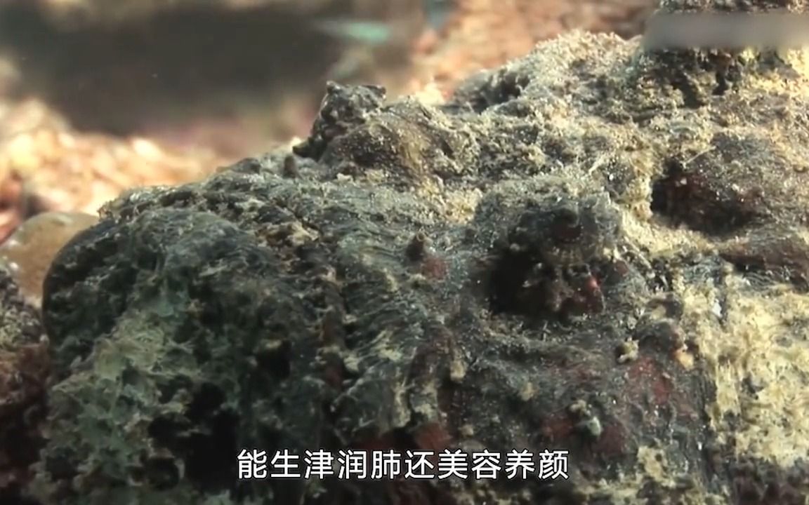 [图]6个危险的海洋生物，海洋巨物座头鲸，看到赶快远离