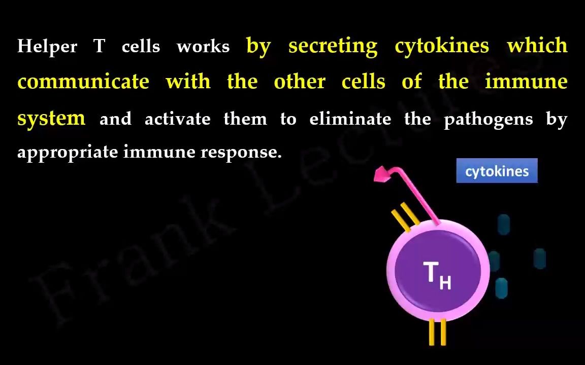 免疫学辅助T细胞 Helper T Cells哔哩哔哩bilibili