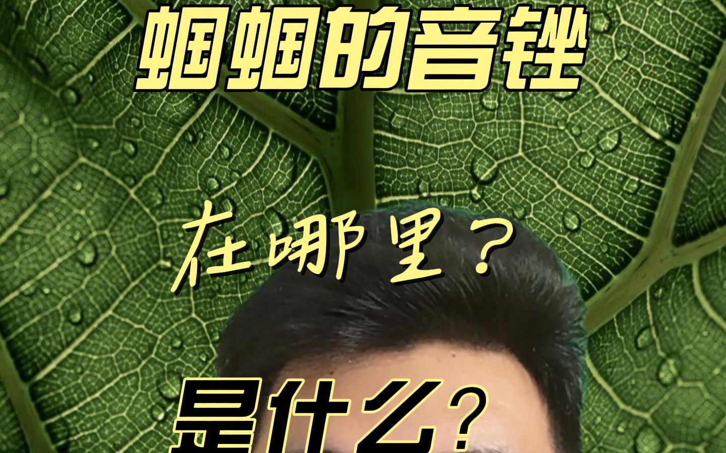 蝈蝈的音锉在哪里?是什么?哔哩哔哩bilibili