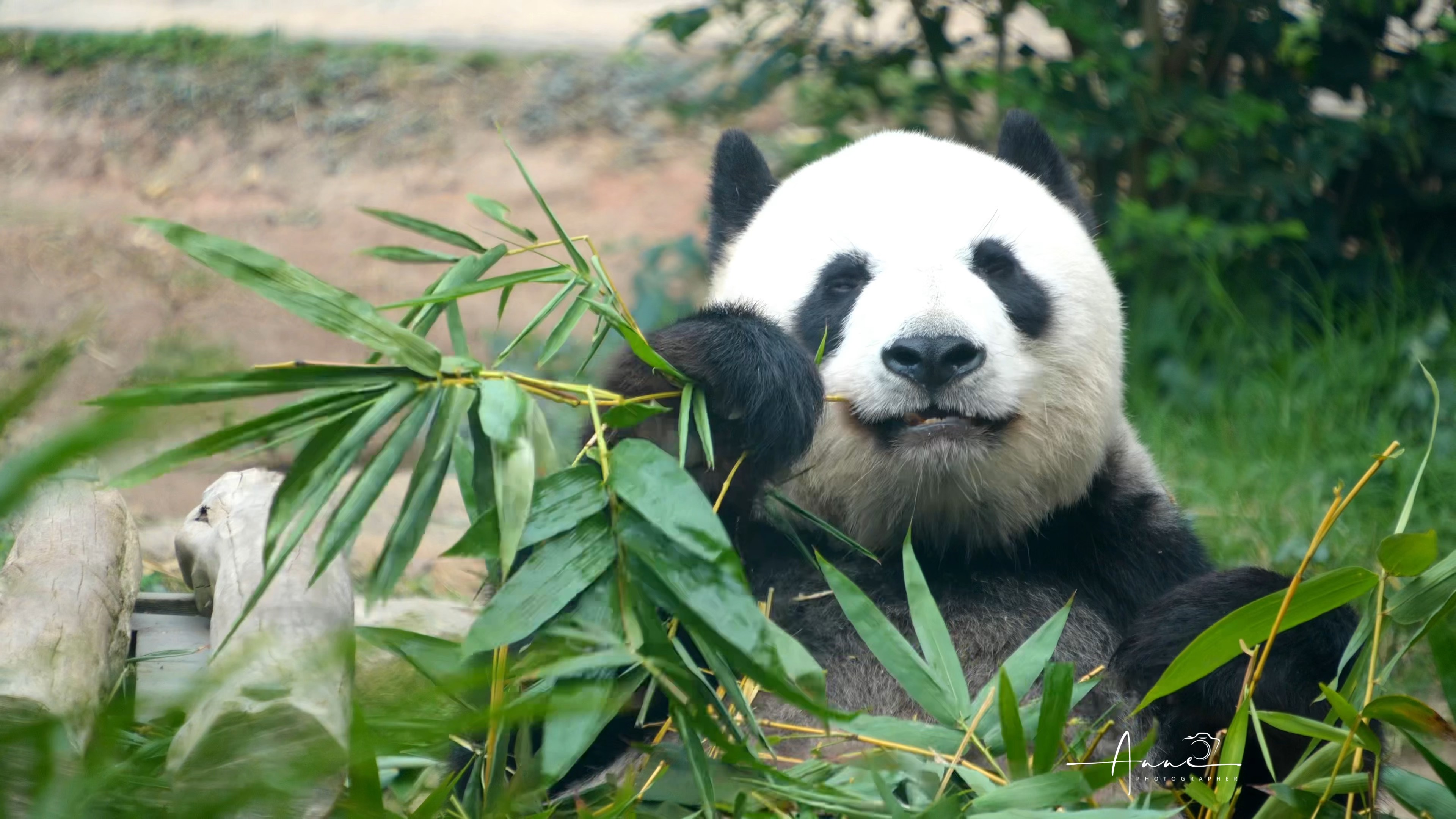 蜀蓉妈咪奶呼呼的