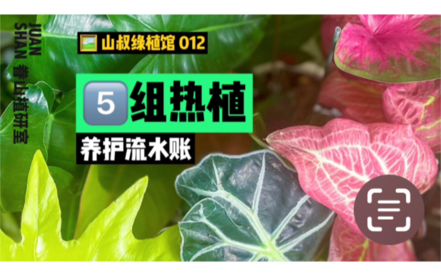 【山叔绿植馆012】一个种草向的入门热植品种介绍.刚才上传发生了一些意外,重新发一个.对点赞和回复的小伙伴诚恳抱歉!哔哩哔哩bilibili