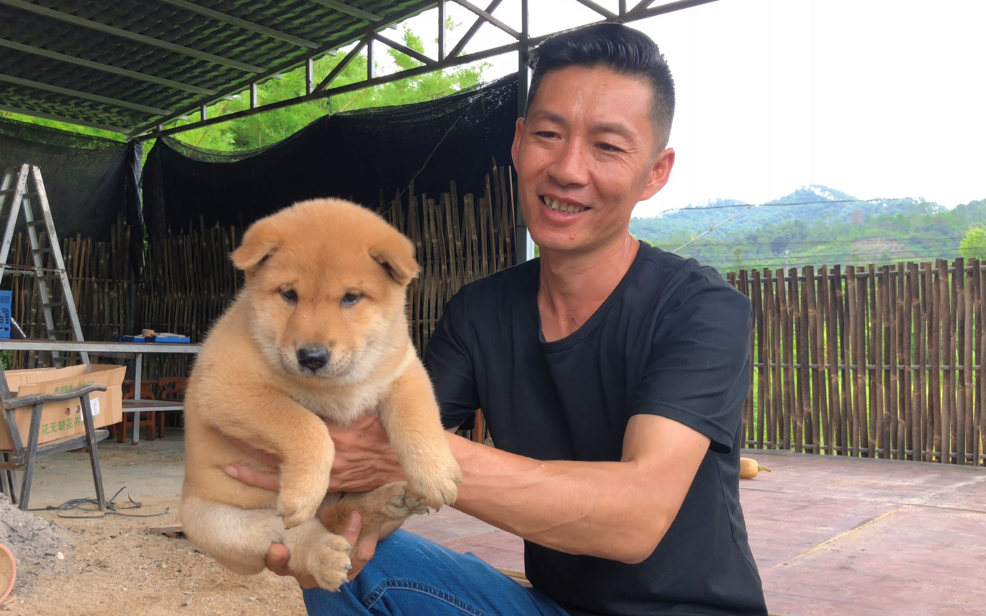 [图]为寻到优秀中华田园犬，进山村到朋友家挑狗，过上了平凡的一天