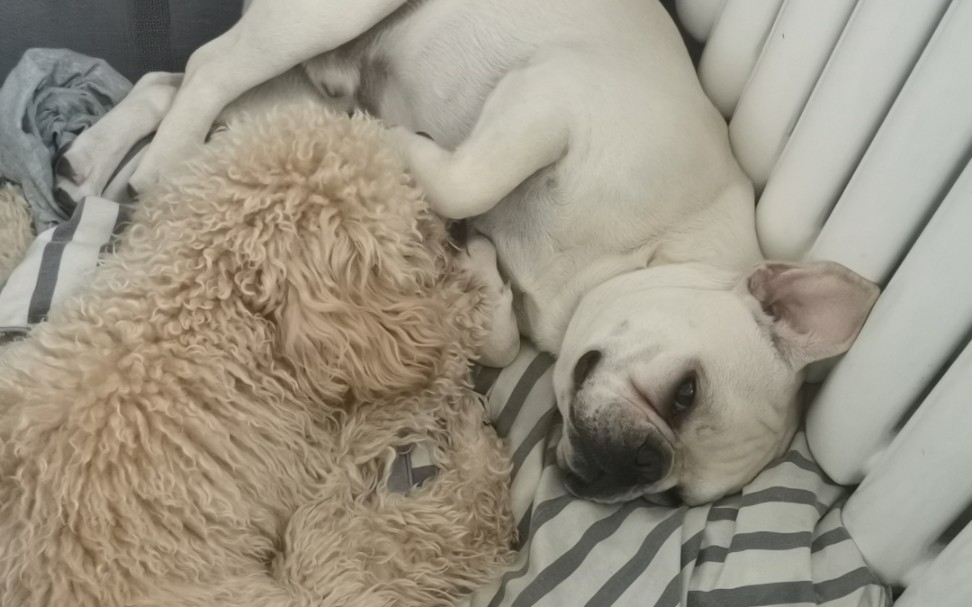 泰迪和法斗的饭后运动