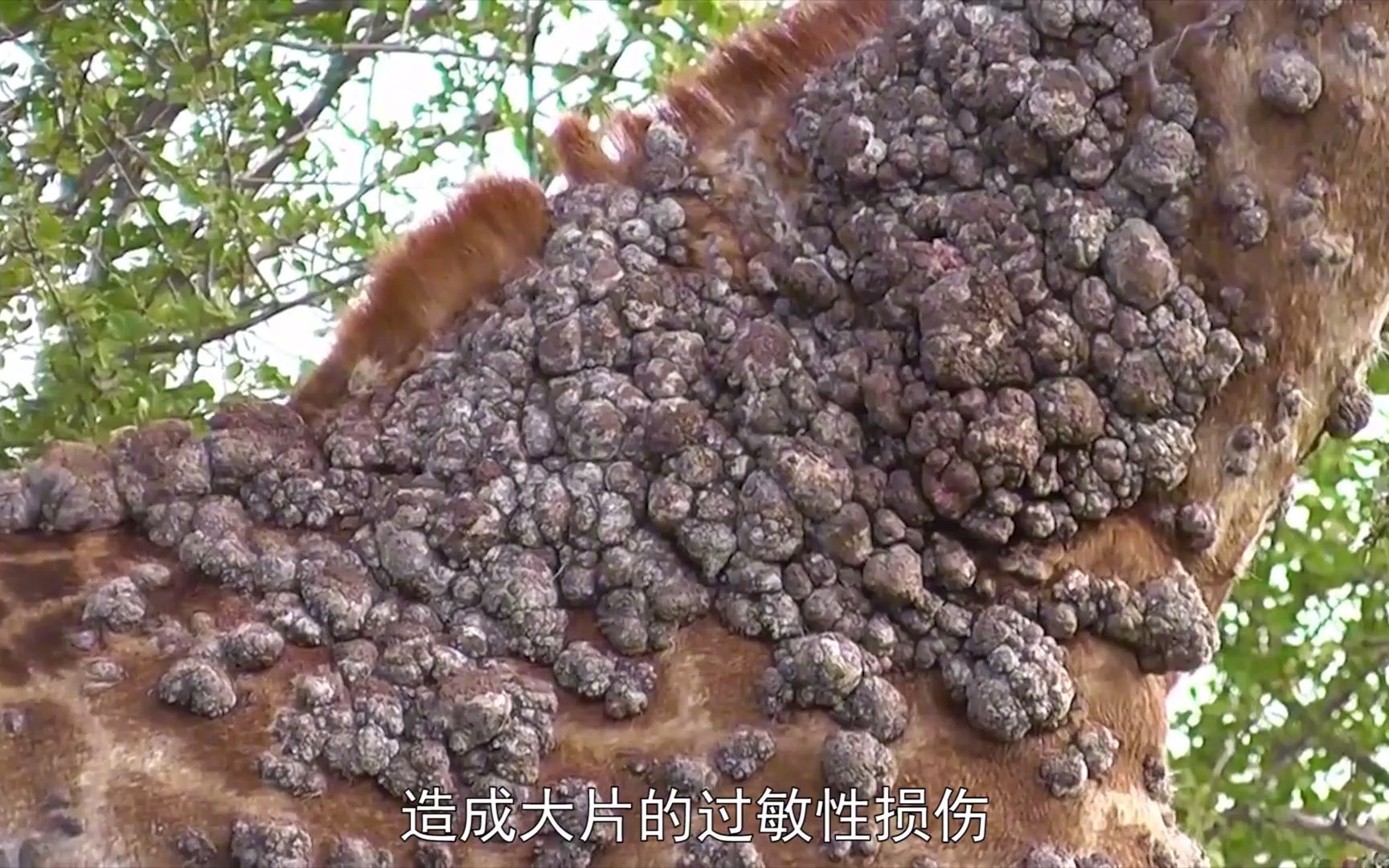 全身长满寄生虫图片