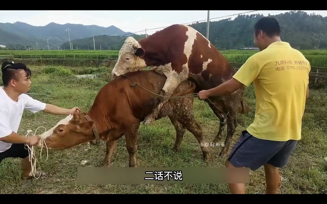 远近闻名的种牛,配种成功率超高,还需要排队哔哩哔哩bilibili