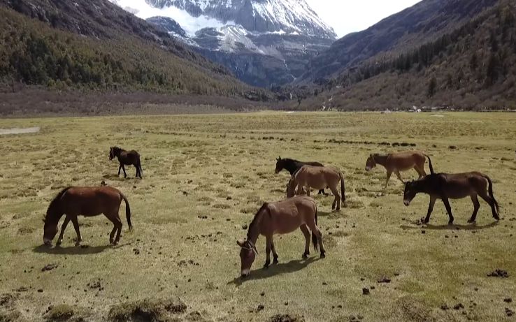 [图]《静躺入空山-風》稻城亚丁纯航拍短片风景大片 1080P 60FPS