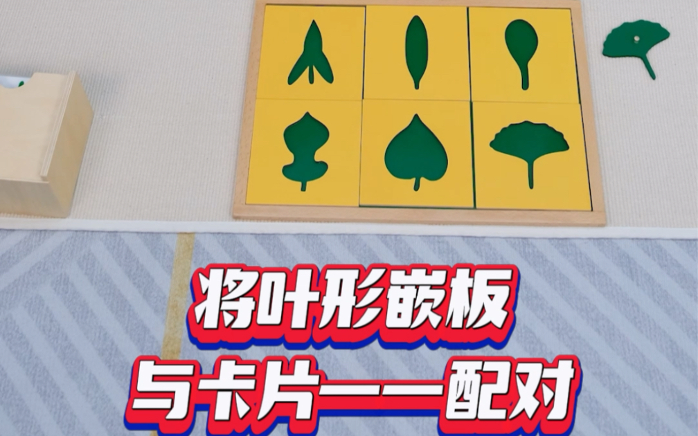 今天,我要给你介绍一款非常有趣的蒙氏教具——叶形橱,它是一个非常