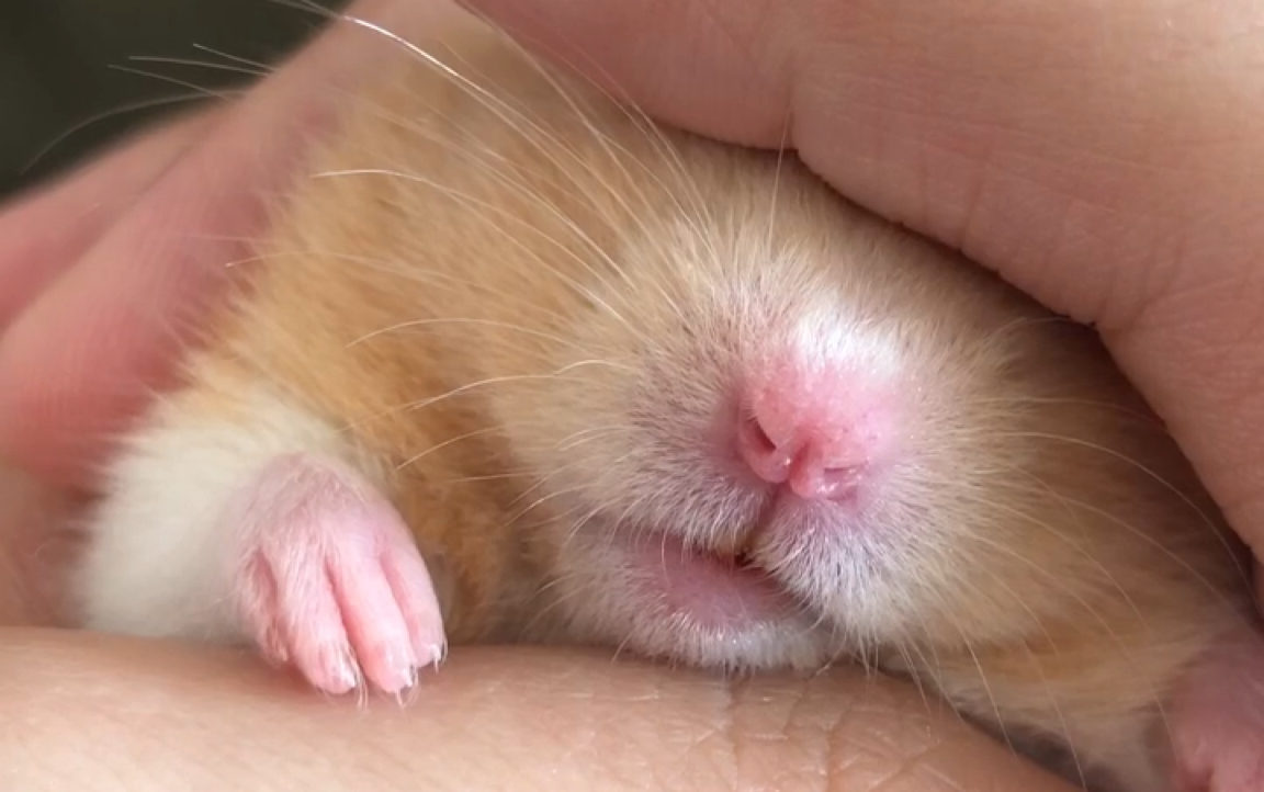 这只仓猪睡觉竟然还磨牙