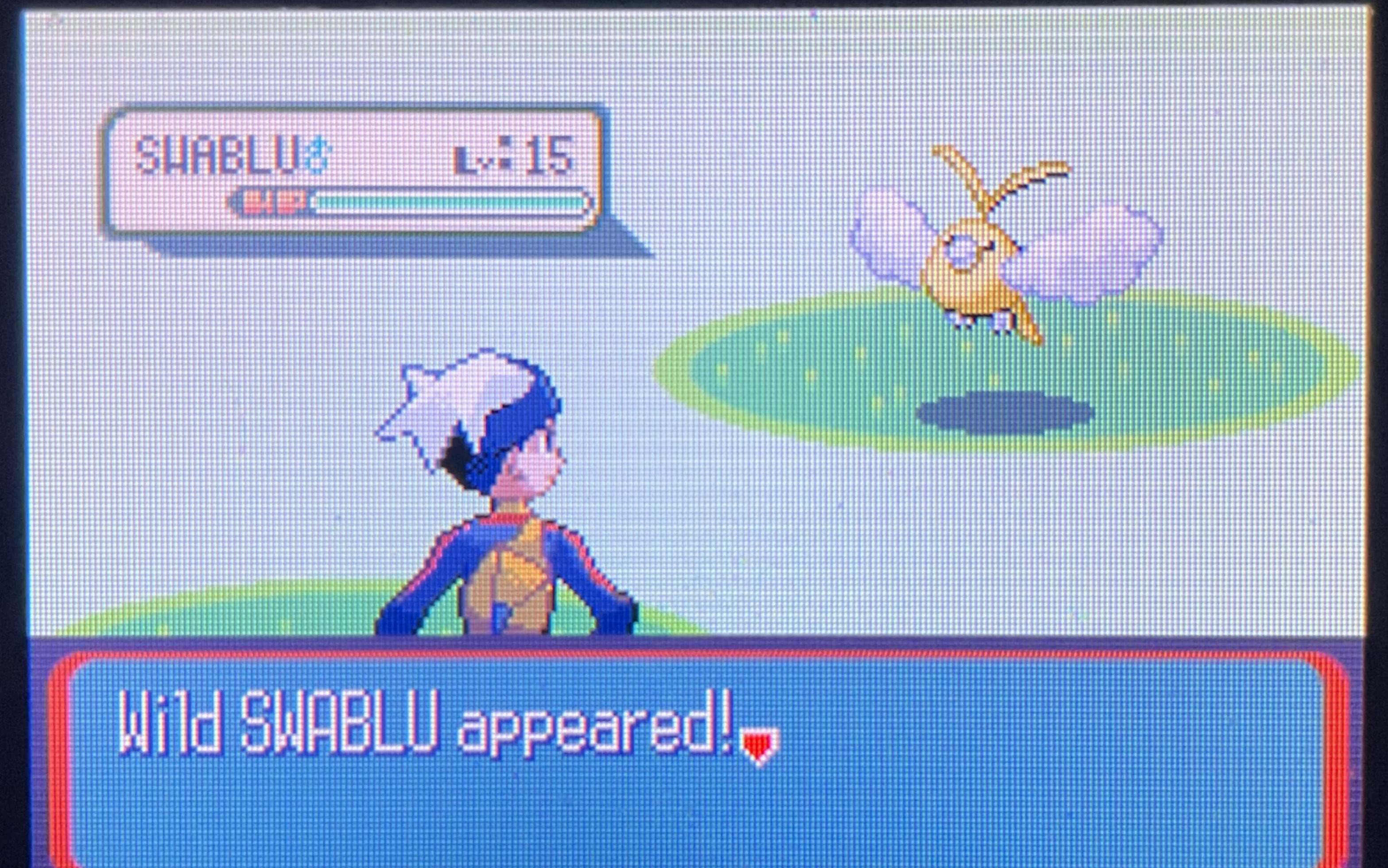 【红蓝宝石】114号道路闪光青绵鸟!