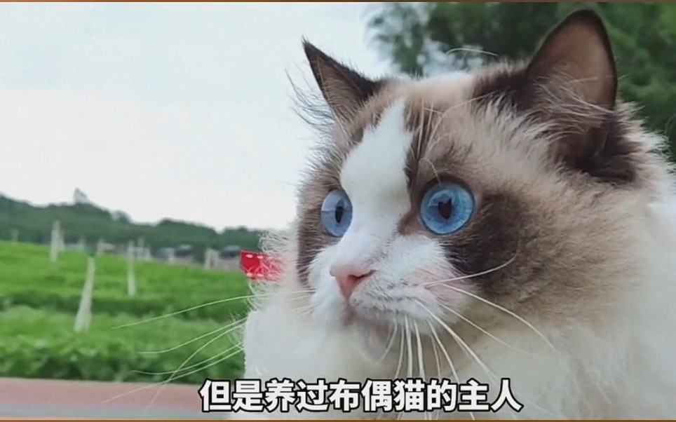 推荐几种好养的猫,最后一个很贵?哔哩哔哩bilibili