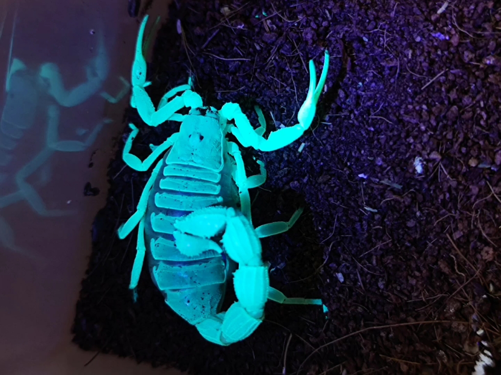 紫外灯下的青玉粗尾蝎