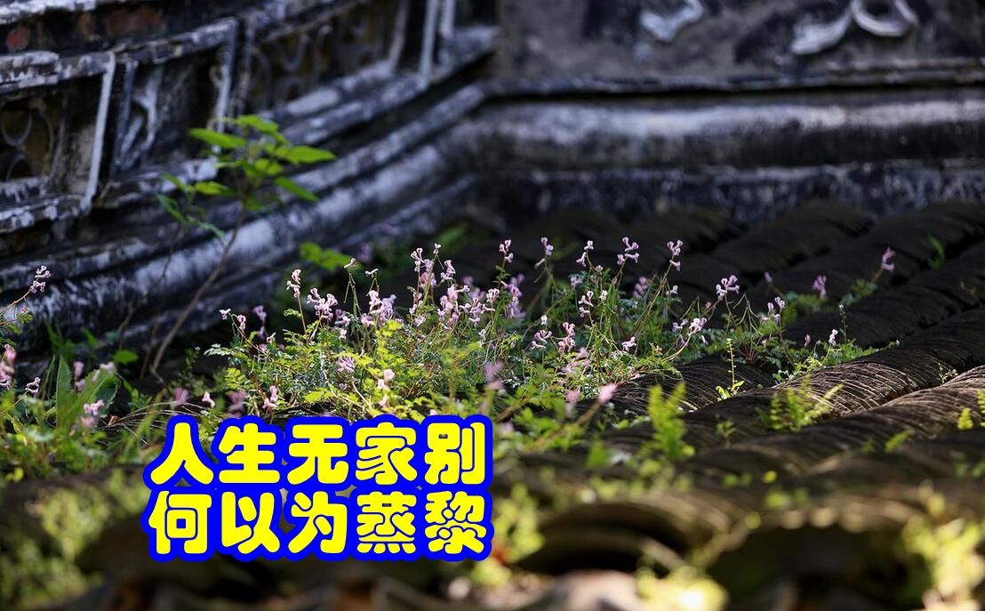 品鉴唐诗 人生无家别 何以为蒸黎 杜甫 《无家别》