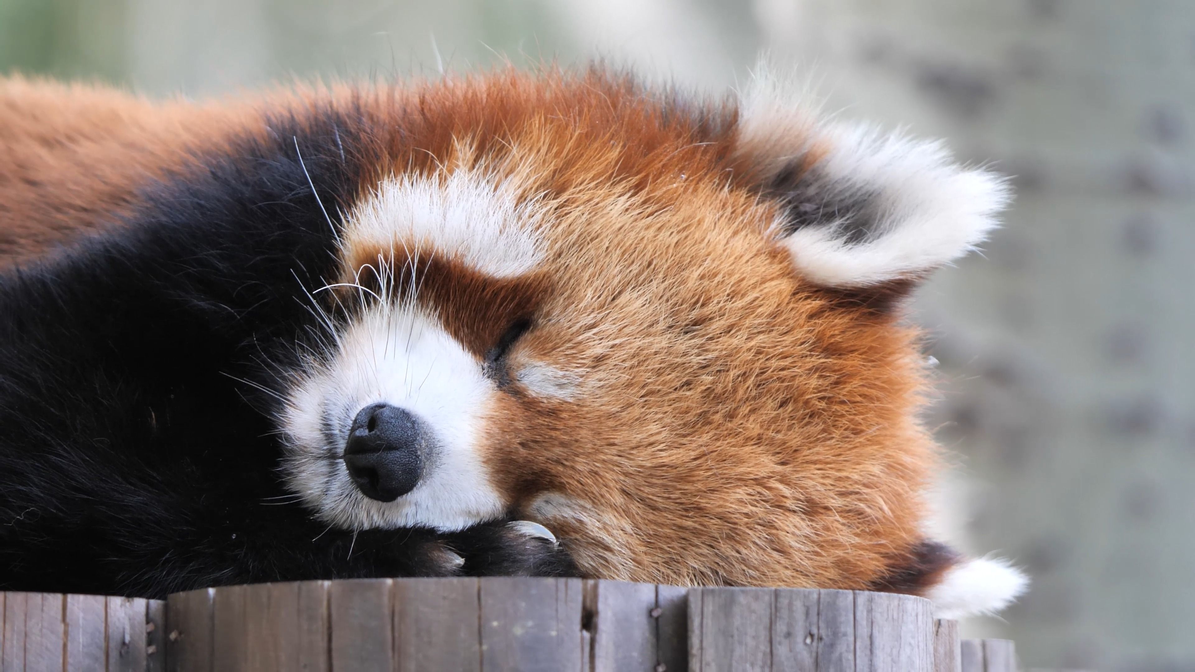 乖乖的午休时间,睡得真香【小熊猫】