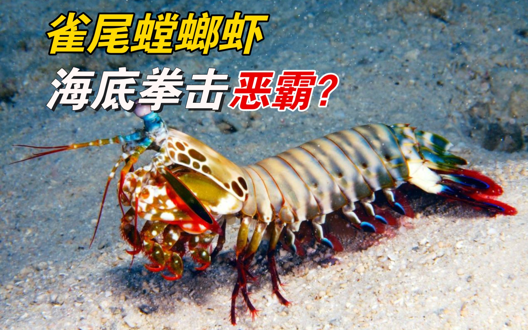 雀尾螳螂虾,海底拳击恶霸?