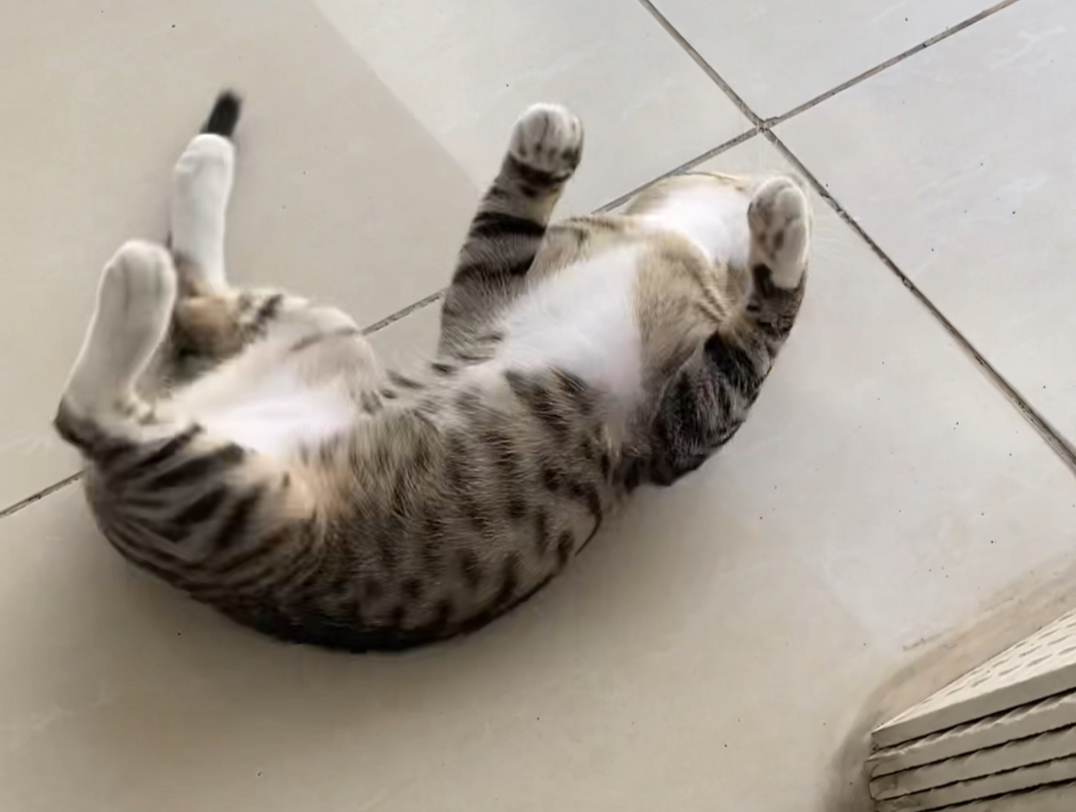 四脚朝天的狸花猫