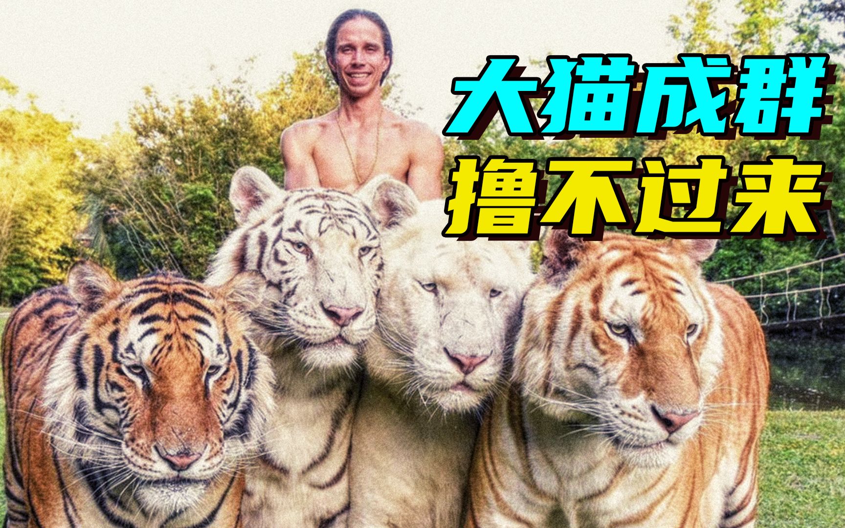 [图]真人版人猿泰山 在家里养60多头老虎的疯子！