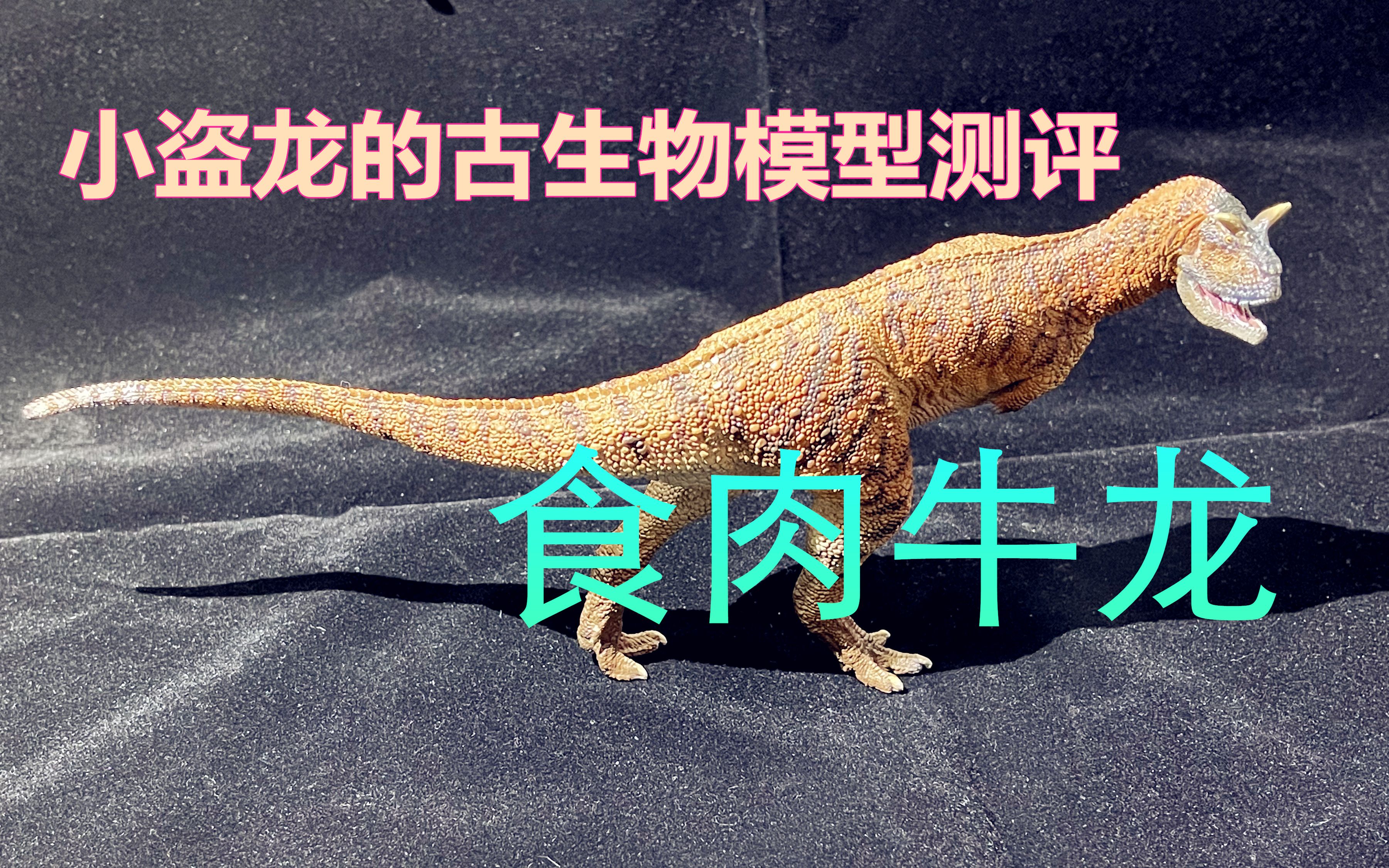 活动  小盗龙的模型测评:pnso食肉牛龙