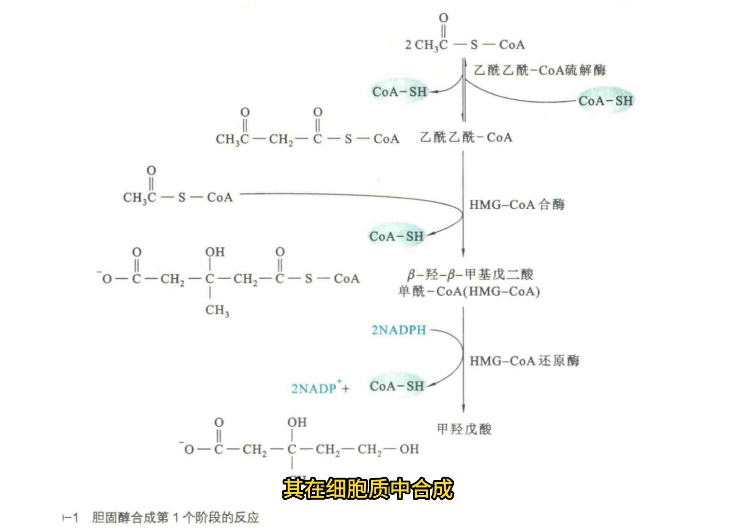 蛋白质的代谢过程图解图片