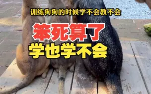 Descargar video: 它不是猪，学不会跟你没关系，跟它也没关系