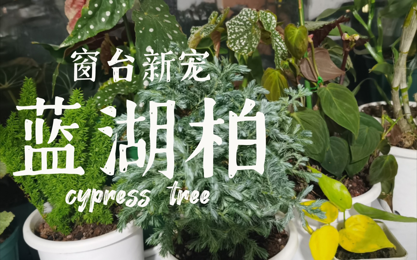 【窗台超推荐植物】蓝湖柏哔哩哔哩bilibili