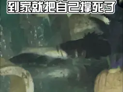 Descargar video: 鳜鱼到家把自己撑死了