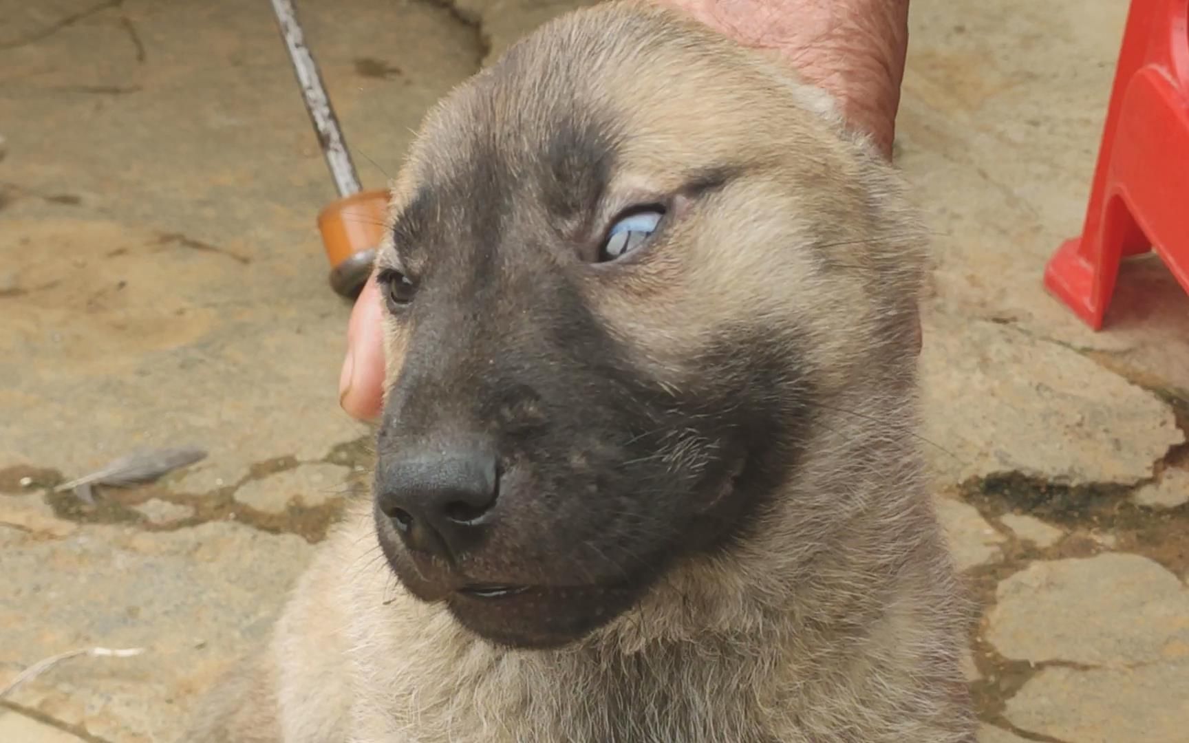 三只黑嘴小奶狗20元卖不掉,老奶奶一直笑,还示范独特挑狗手法_哔哩哔