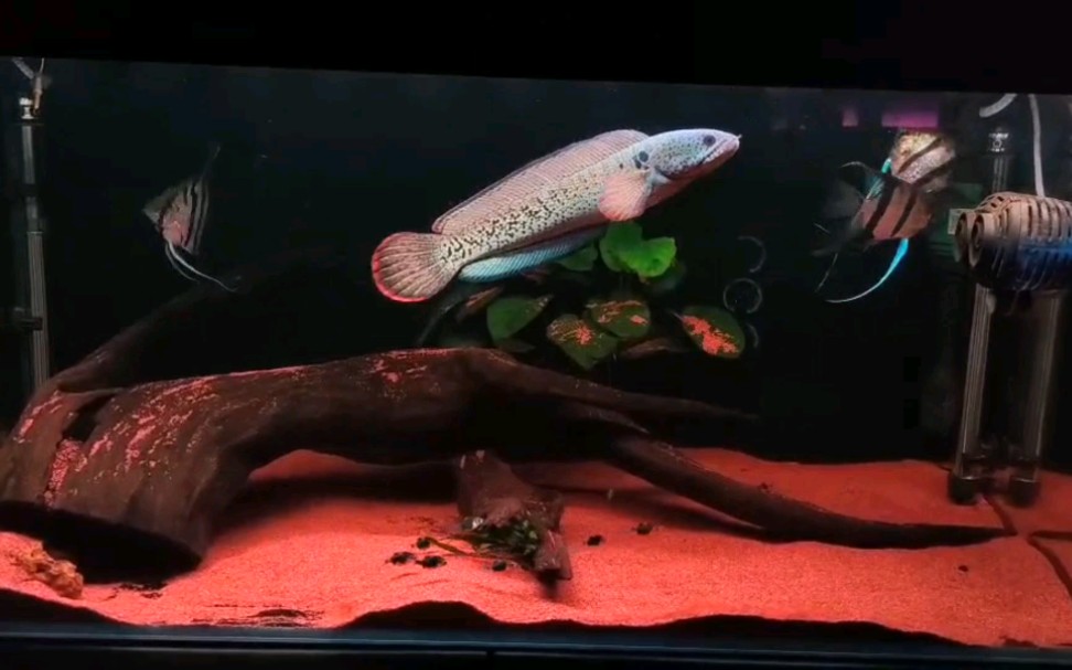 来看看我的巴卡雷龙鱼 桅桅小的水族家原