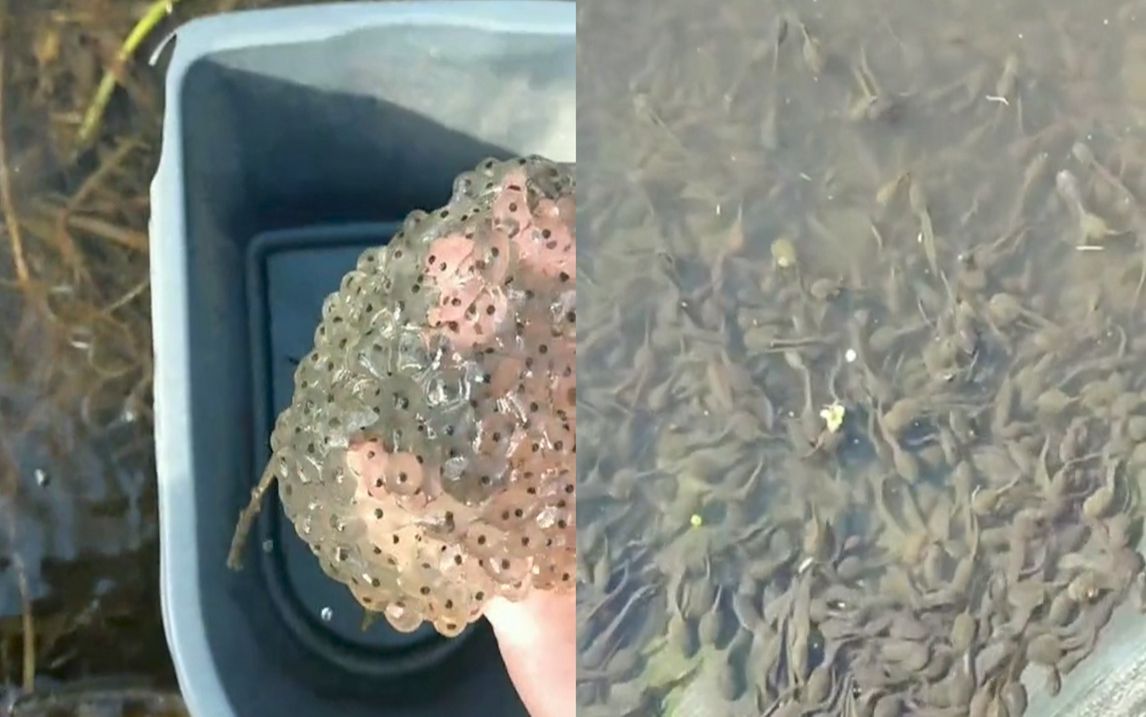 男子捡回上百万青蛙卵,组建"十万青蛙大军",专家紧急