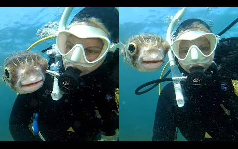 每日趣闻  好奇的鲀鱼想自拍 Curious Puffer Fish Wants A Selfie哔哩哔哩bilibili