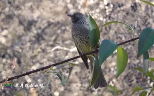 下载视频: 黑卡RX10M4观鸟：短脚栗耳鹎在欢唱......