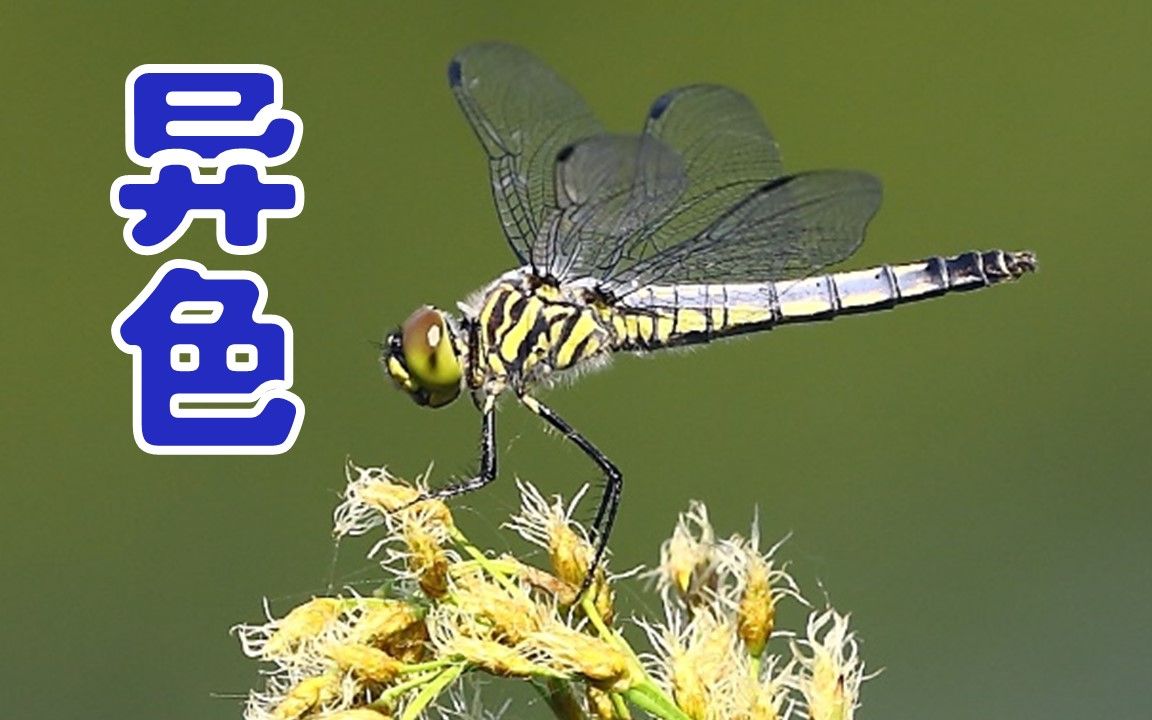 294【异色多纹蜻·雌灰色型】纯享版【北京蜻蜓目】