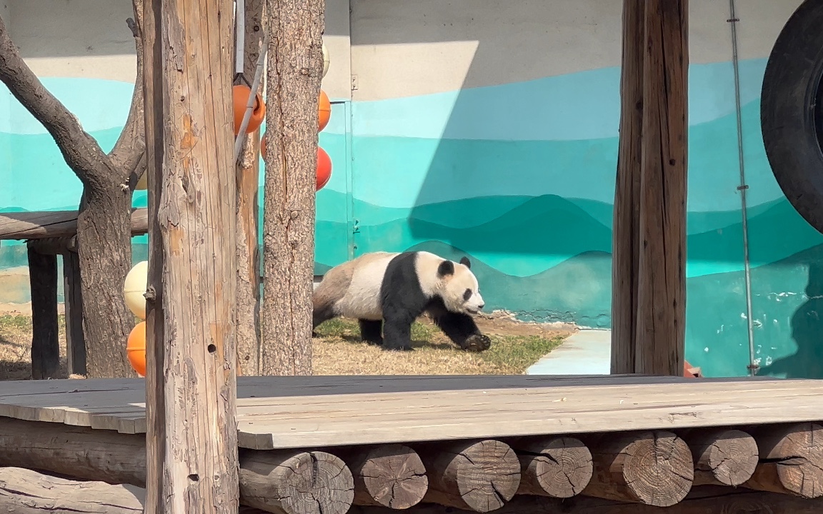 鞍山动物园大熊猫图片