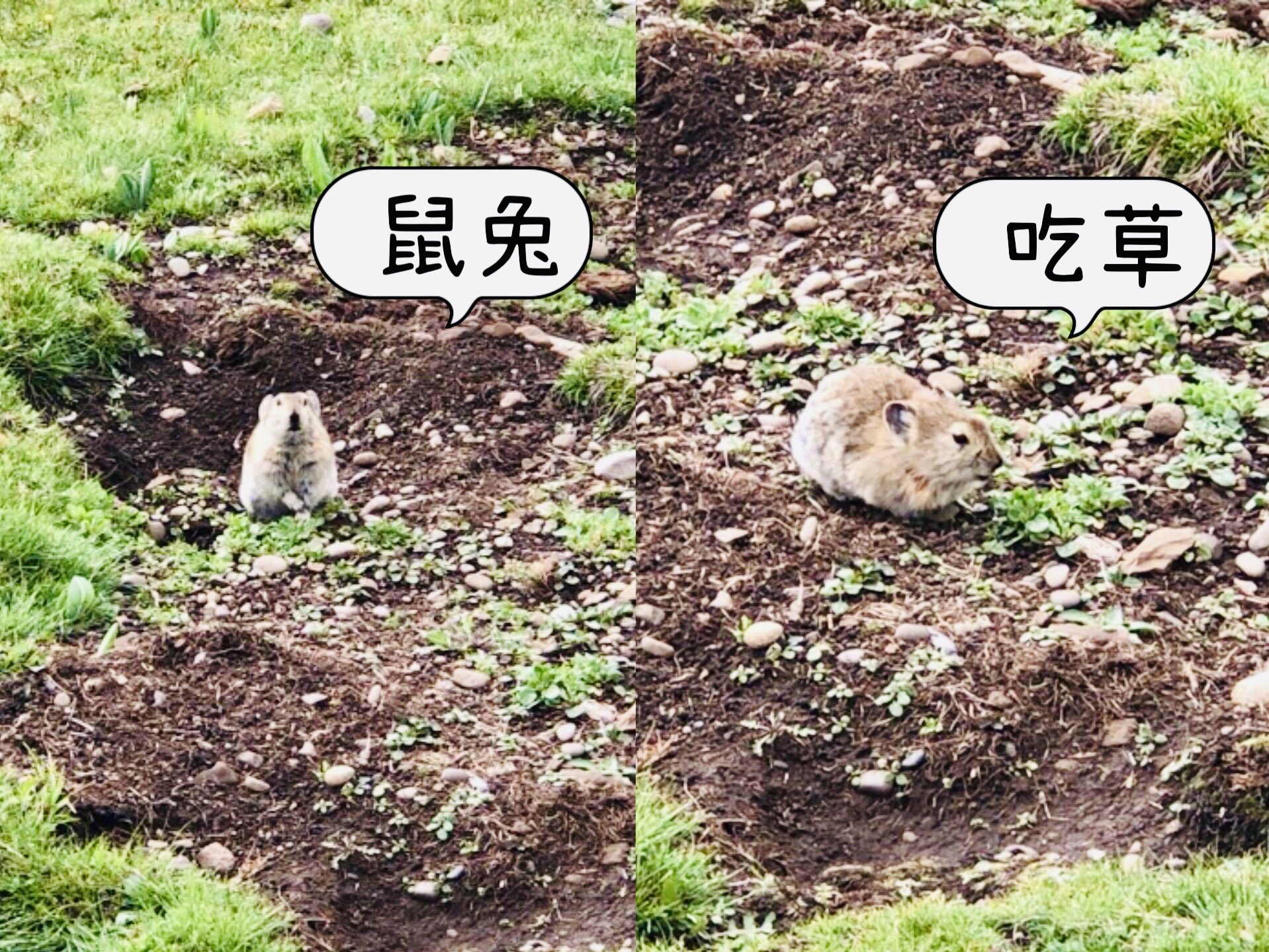 川西的高原鼠兔