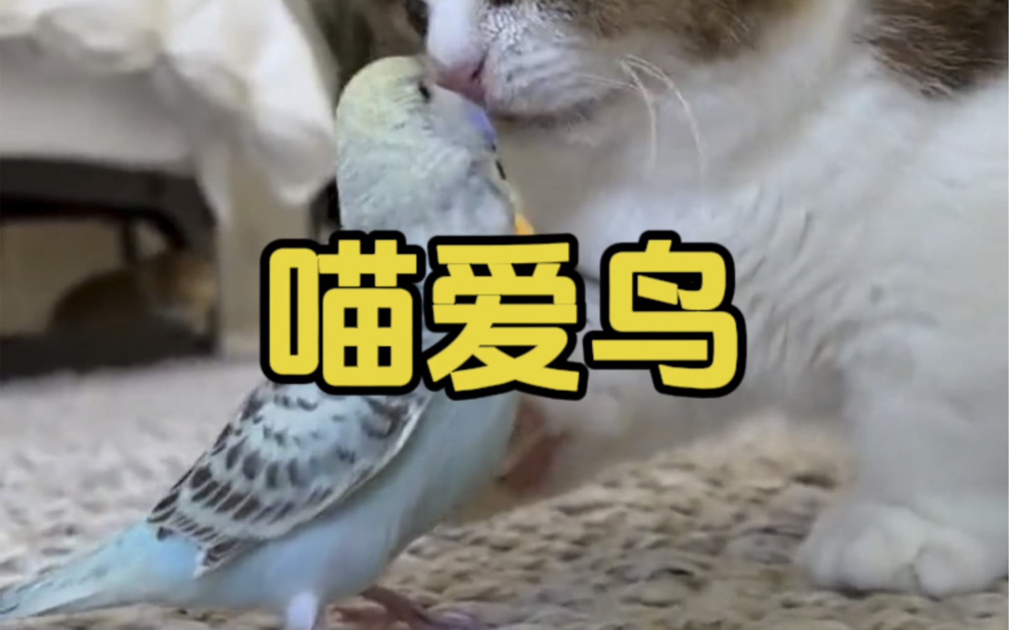 "虽然我是喵星人,但我也爱贴贴长翅膀的兄弟姐妹.