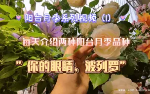 Скачать видео: 阳台月季系列视频每天介绍两种阳台月季品种，你的眼睛与波列罗