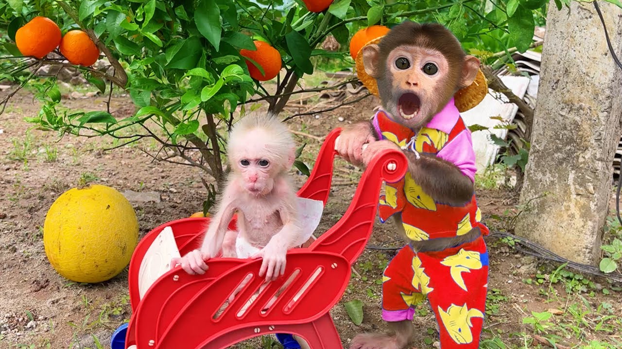 猴子拿着橙子笑图片