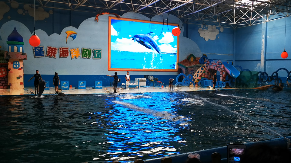 蓬莱极地海洋世界海豚表演