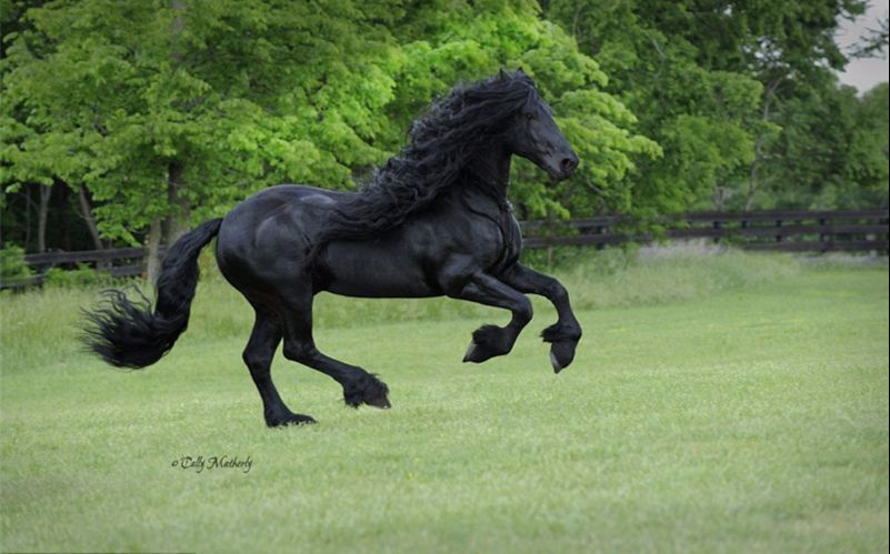 世界最美黑骏马美国弗利斯马弗雷德里克大帝