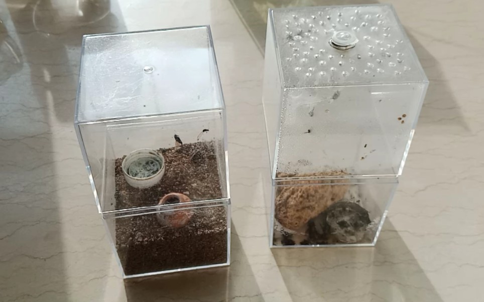 跳蛛饲养盒建议这样做来去除湿气!效果是真的好!