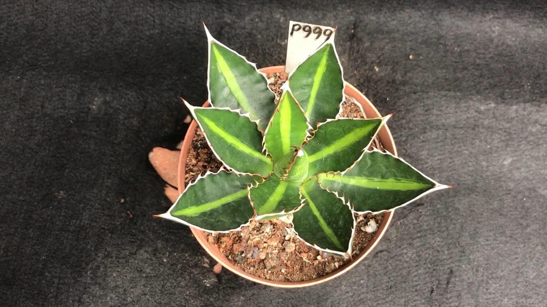 龙舌兰植物#五色万代