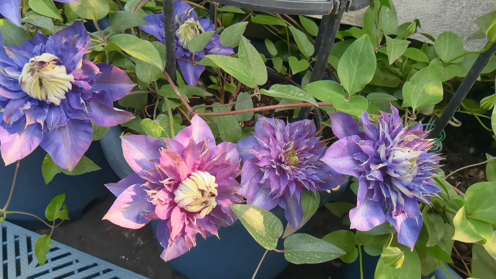 铁线莲水星二,这是我目前最喜欢的铁线莲,梦幻般的蓝紫色,重瓣大花