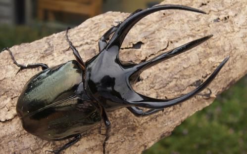 第四期第十二战暴君南洋大兜vs皇帝巴布王者之间的战斗非作战人员速速