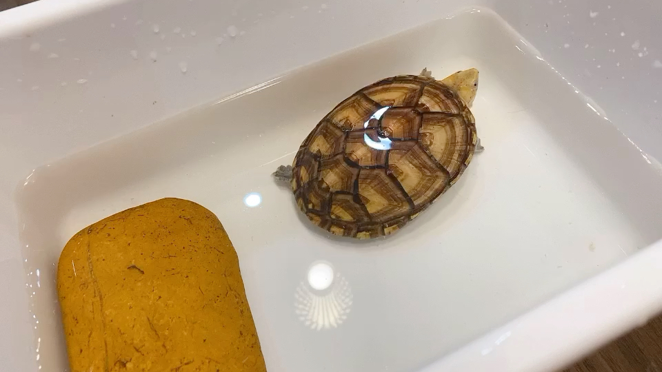 大芒果头 长大了 白唇蛋龟10cm