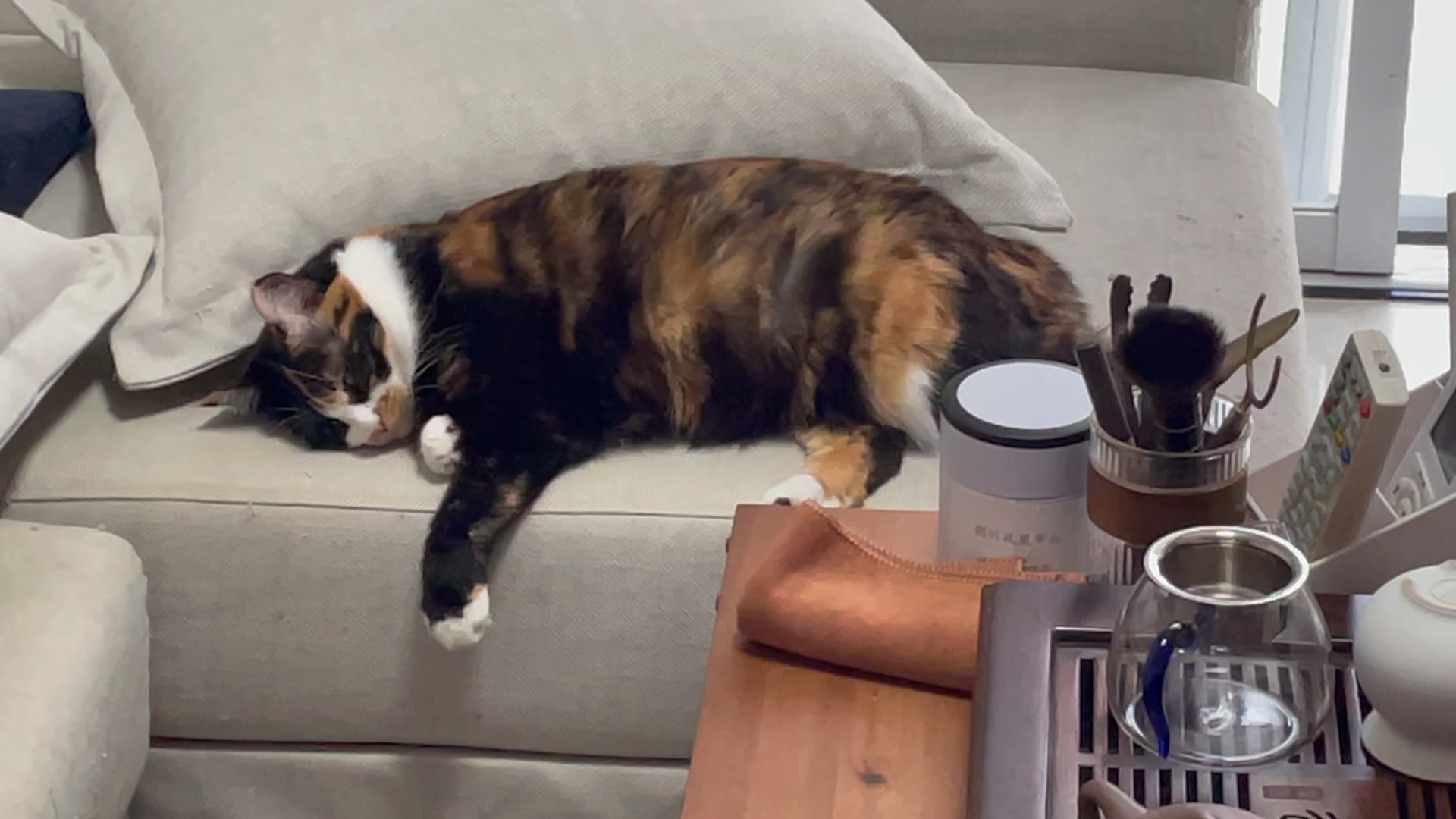 失去理想的肥宅猫