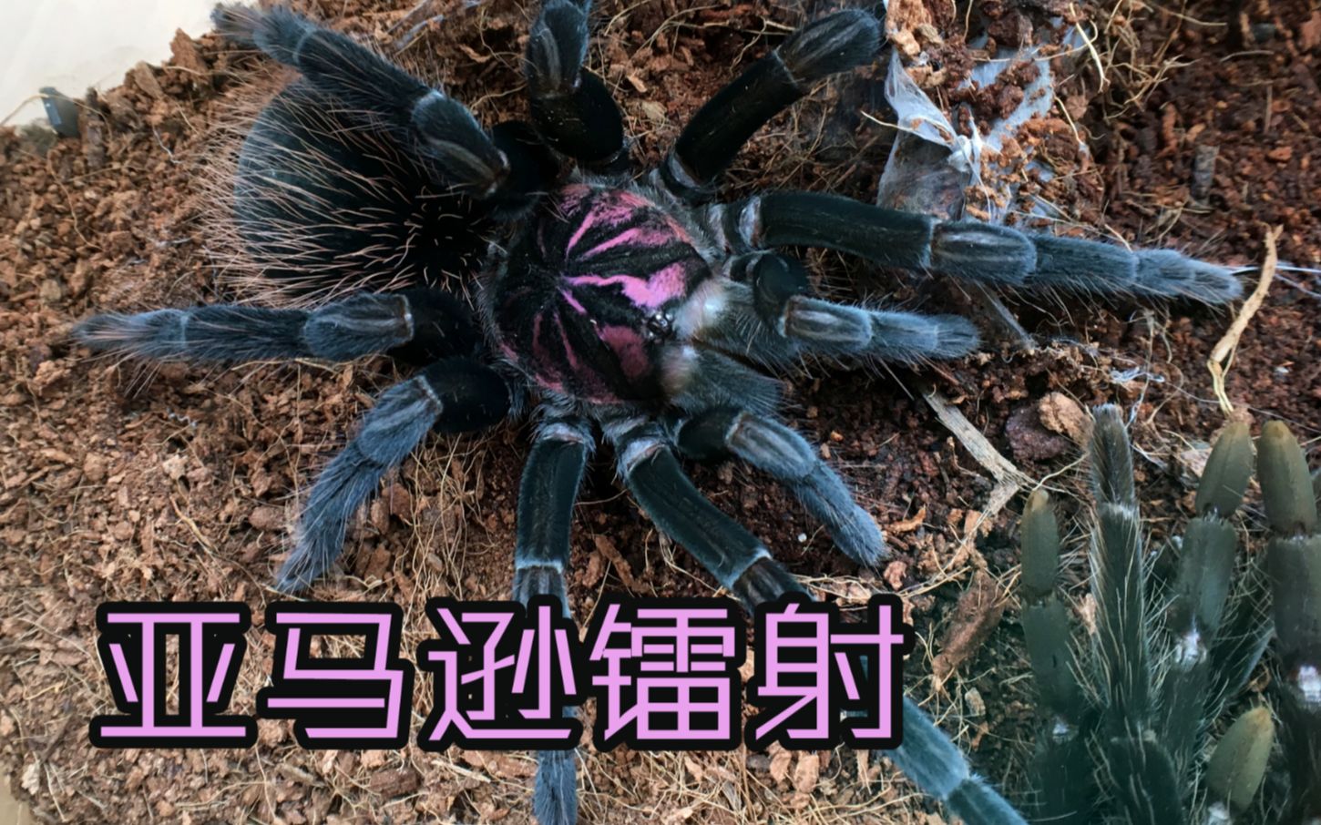 【纸箱】背上顶着光盘的蜘蛛 亚马逊镭射捕鸟蛛蜕皮后的色彩展示