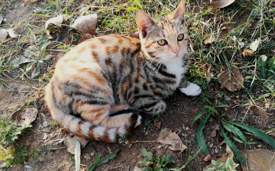 草堆里趴着一坨漂亮的三花猫!